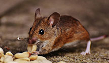 24 Hour & Emergency Exterminators in Crawford, NE